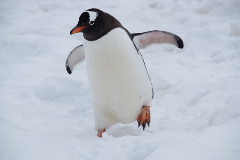 A vida dos pinguins